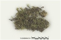 藏品(砂苔屬)的圖片